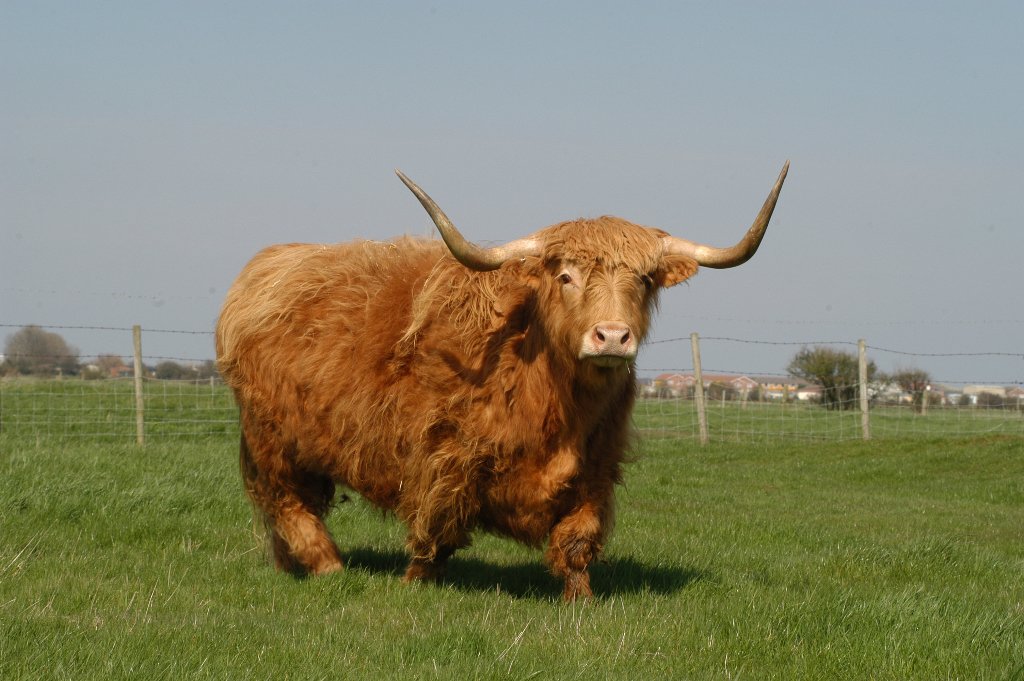 Animals - Hardys Animal Farm