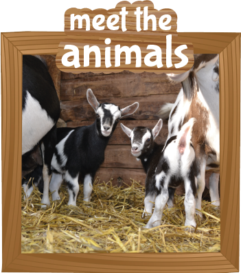 Hardy S Animal Farm A Great Family Day Out Ingoldmells Skegness